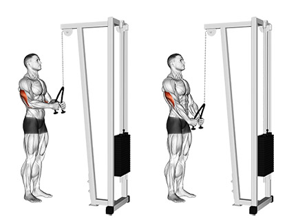 Rope Tricep Extension Exercise Guide: Tips, Mistakes, and Variations