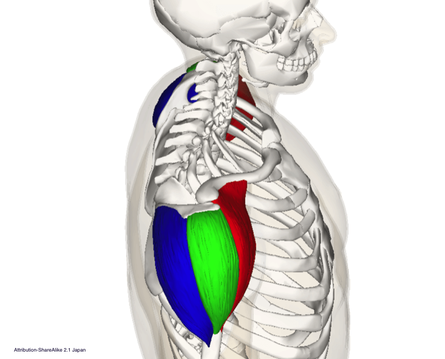 man deltoid anatomy cable shoulder workouts