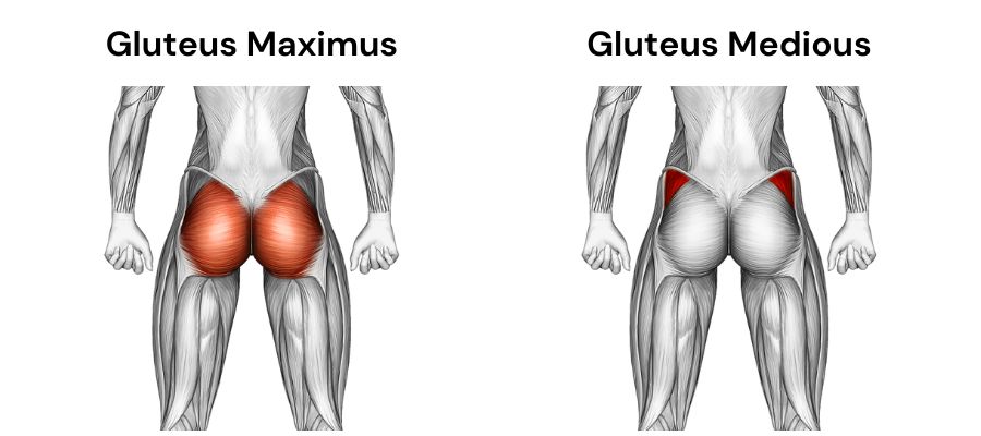 12 Best Lower Glute Exercises for a Round Butt -Hevy