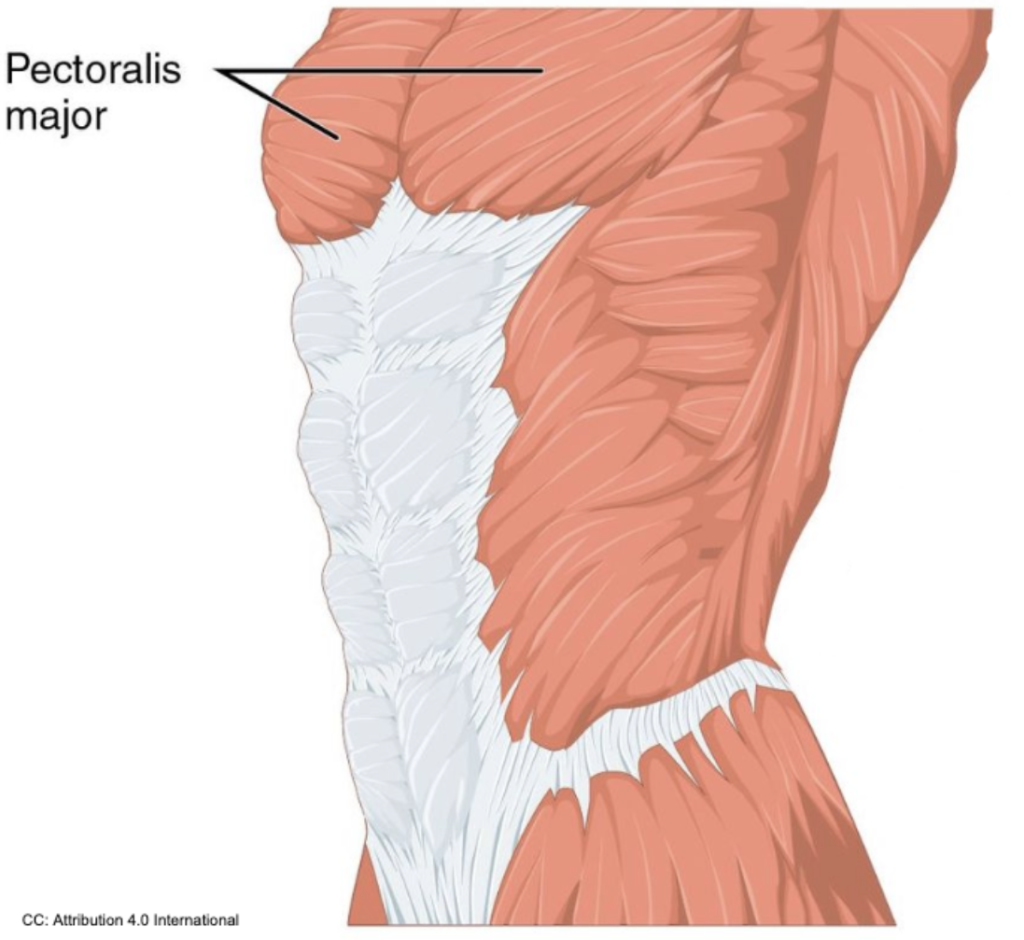 pec major anatomy compound chest exercises