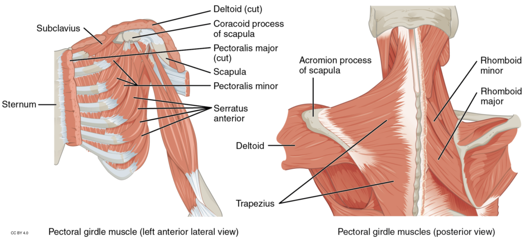 Diagram Of Chest Muscles in 2024  Shoulder muscle anatomy, Muscle anatomy,  Muscle diagram