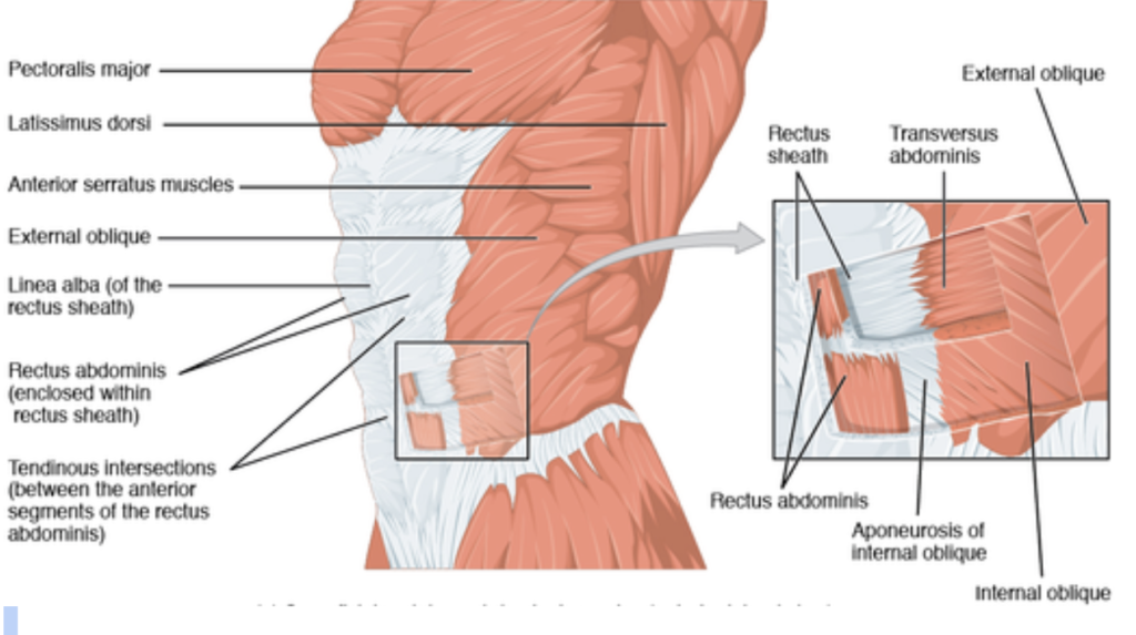 compound ab exercises