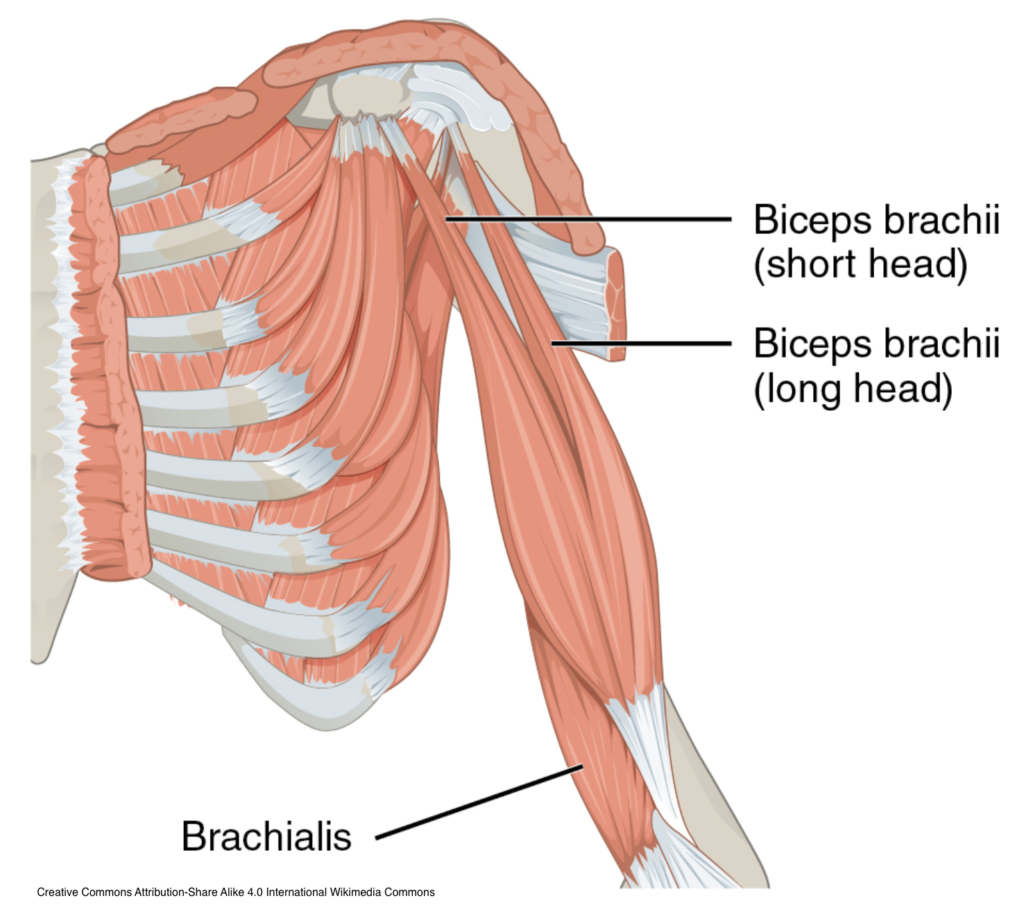 What muscles are targeted by doing bicep curls and tricep