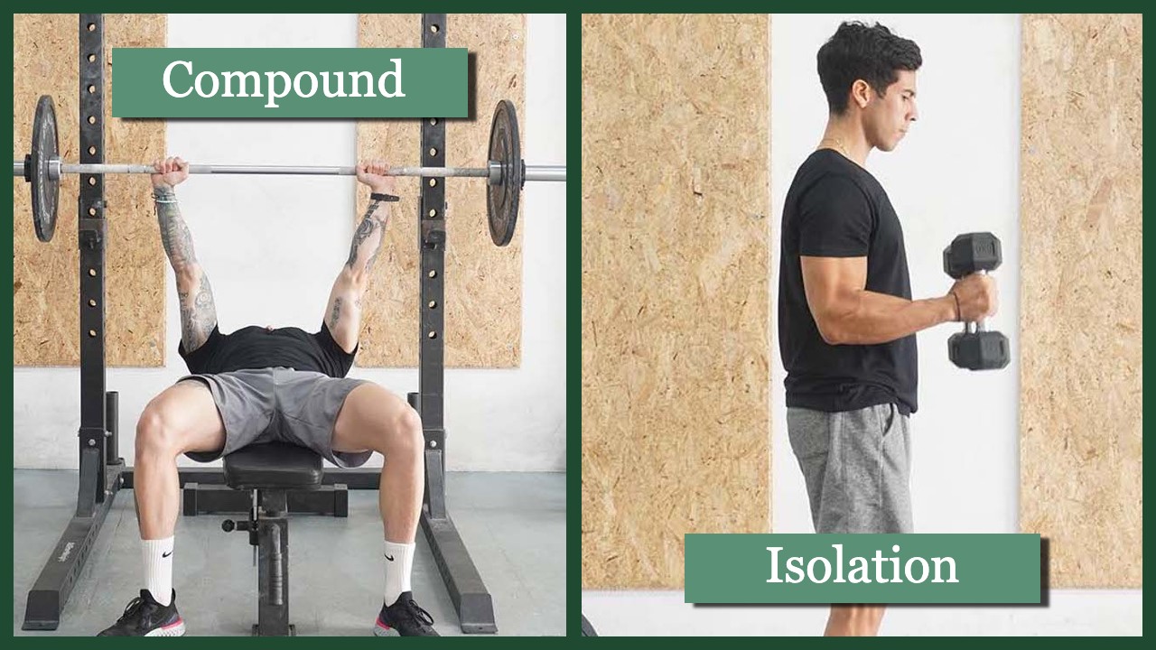 bicep isolation vs compound exercises