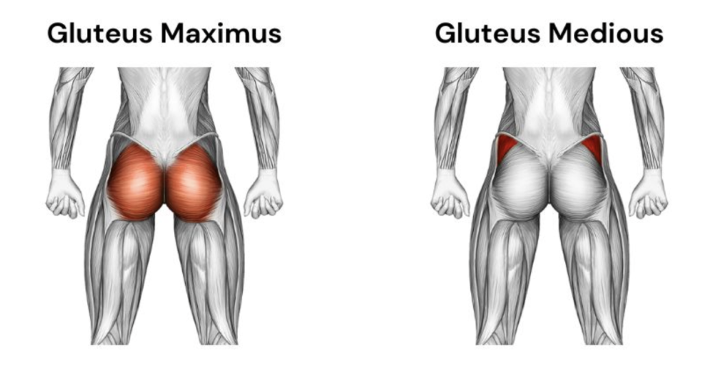 glute anatomy glute compound exercises