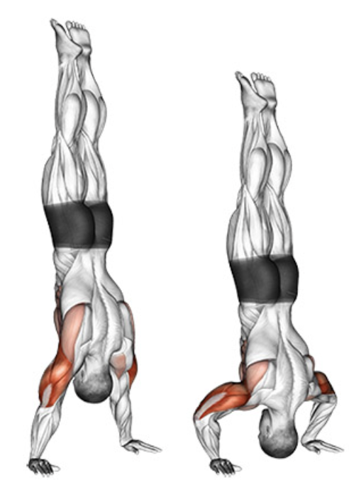 Handstand Push Up Progression Variation