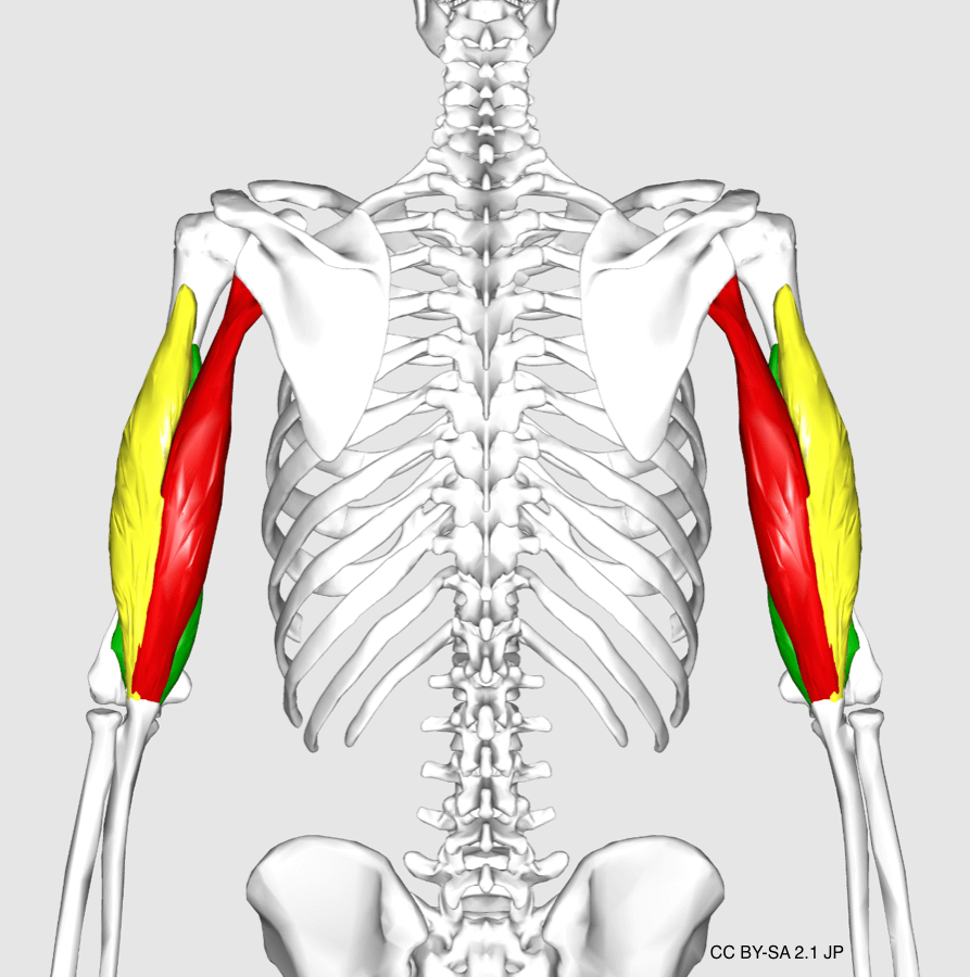 7 Isolation and 7 Compound Tricep Exercises For Big Arms